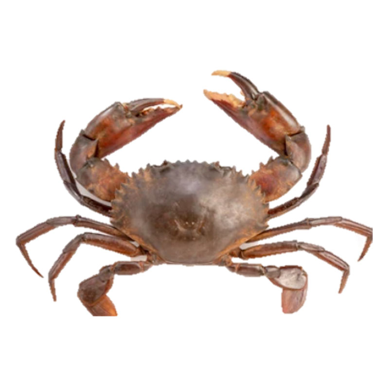 LIVE FEMALE MUD CRAB SIZE S_KG