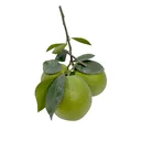 Thumbnail 2 of ส้มเช้ง 1 กก.