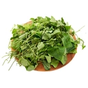 Thumbnail 3 of ตำลึง 1 กก.