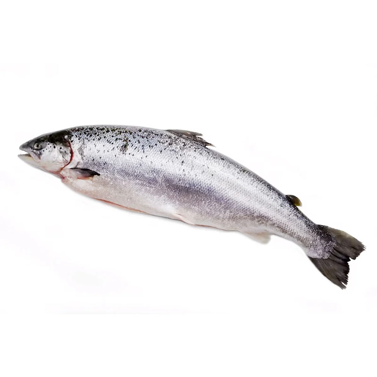 แซลมอนแอตแลนติกชิลีแช่แข็ง 1 ตัว (4-5 กก./ตัว)