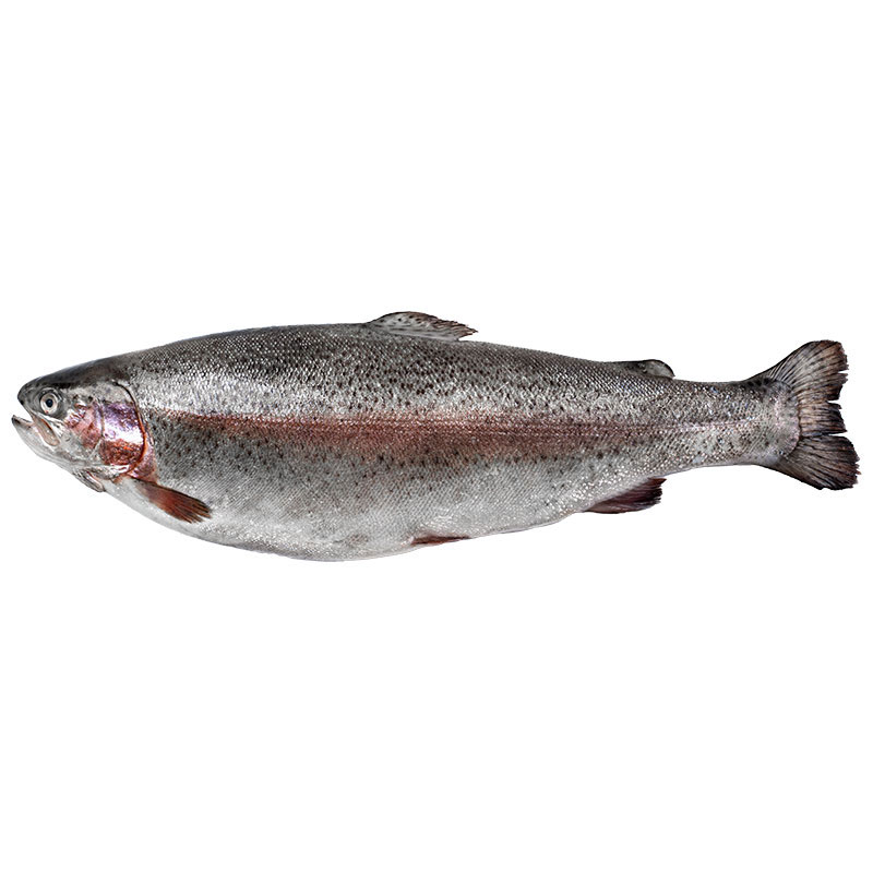 Fresh Fjord Trout Filleting Service 1 pc (Approx. 4-5 kg/pc)