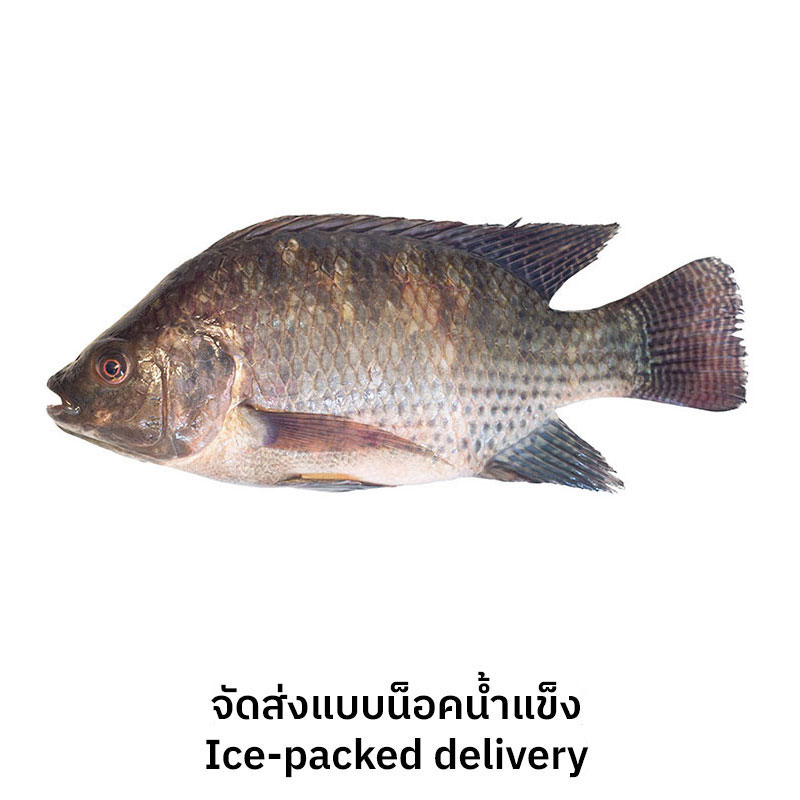 Live Tilapia 700-900 g/pc (Ice-packed delivery)