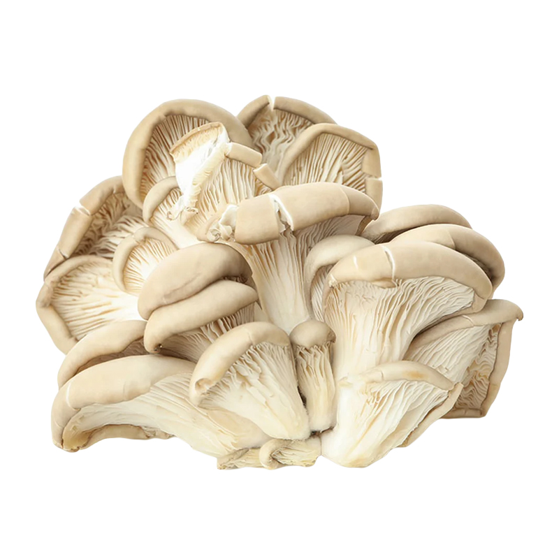 Oyster Mushroom 500 g