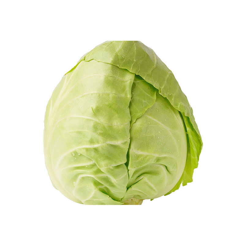 ROYAL PROJECT Pointed Cabbage