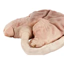 Thumbnail 3 of Pork Stomach Semi Boiled 1 kg