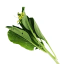 Thumbnail 4 of ดอกกวางตุ้ง 1 กก.